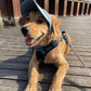 🐶🧢 Utendørs solbeskyttelseshette for hunder – Uunnværlig for vår og sommer! 🌸🏖️
