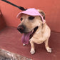 🐶🧢 Utendørs solbeskyttelseshette for hunder – Uunnværlig for vår og sommer! 🌸🏖️