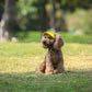 🐶🧢 Utendørs solbeskyttelseshette for hunder – Uunnværlig for vår og sommer! 🌸🏖️